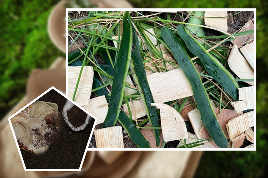 How to Properly Dispose of and Recycle Palm Leaf Tableware